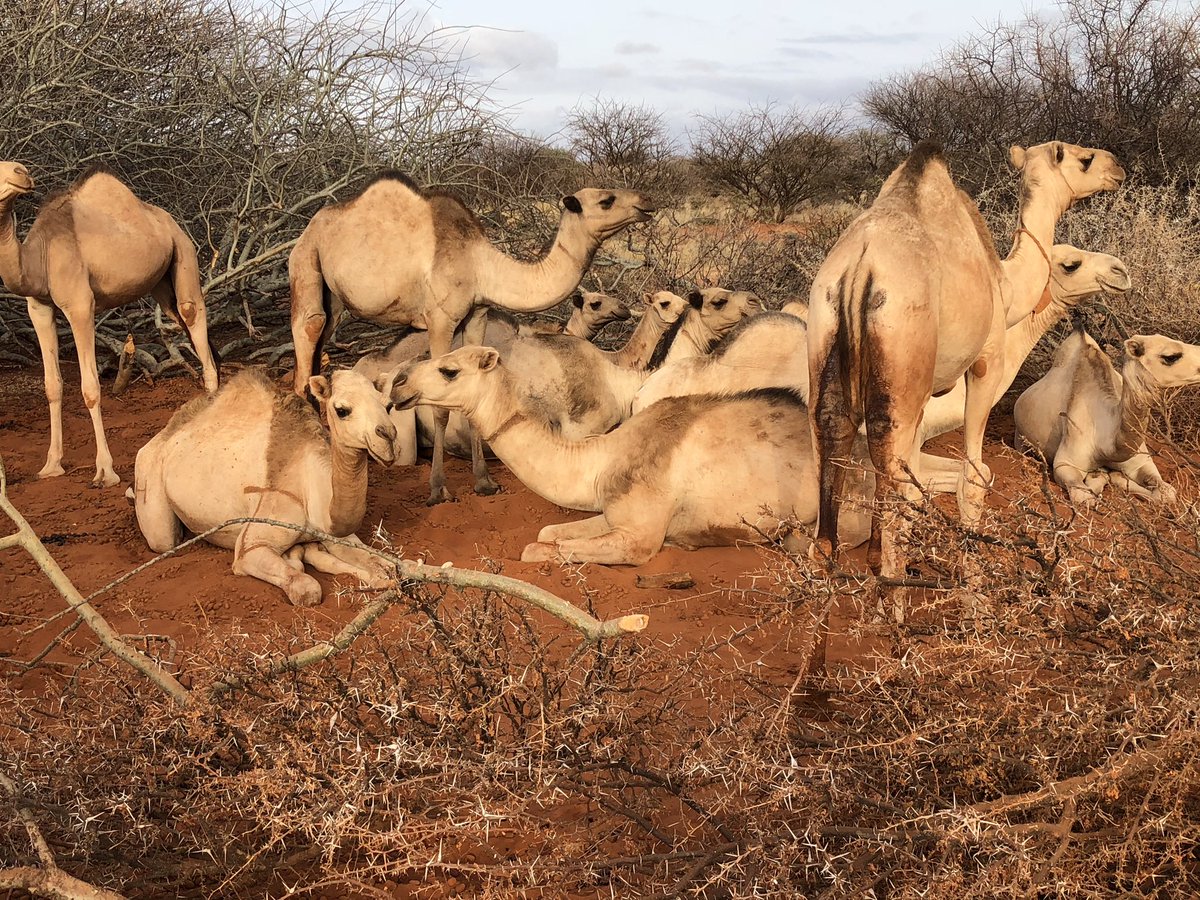 Omar Deria tweet media