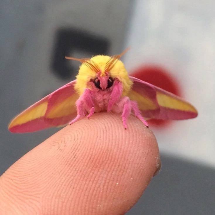wilford warfstache - rosy maple moth