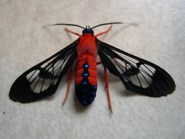 darkiplier - scarlet bodied wasp