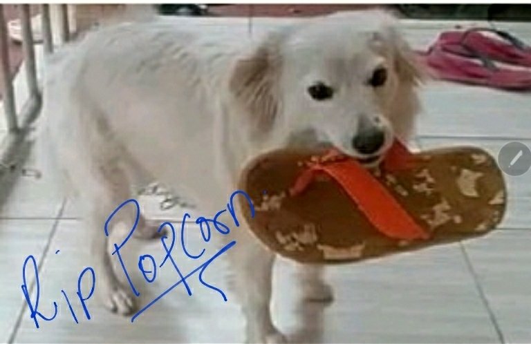 I learnt a very big painful lesson last night.Families MUST learn basic First Aid skills at home 2save life within themselves. My kid's Japanese spitz named "Popcorn" choked n died.Tried our best to save her without success even with curfew.We buried her this morning #RIPPopcorn