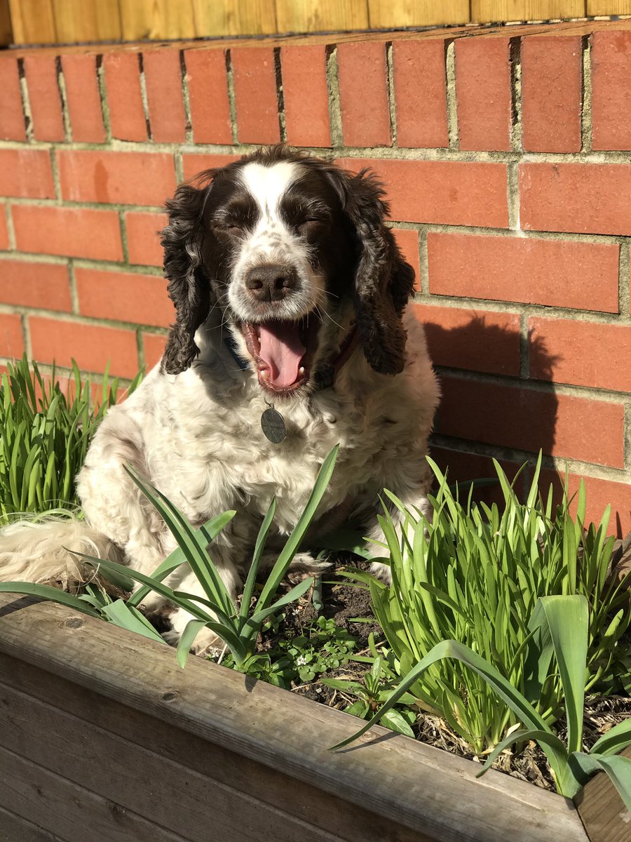 SpanielsSuper's tweet photo. @bigstu1964 Shh! Don’t tell anyone, but I’m fine...... I’m just enjoying the extra fuss and attention....  the scrambled eggs, the chicken, not having to go for long walks..... not sure how much longer I can milk it? But I’m going to give it a try! #StillMilkingIt #StillPoorMe #StillPoorMo https://t.co/rIpcpjcbtr