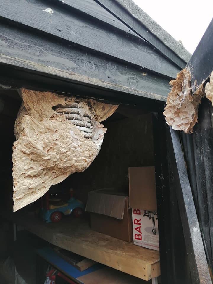 Not been to your shed in a while? Be careful...😬
