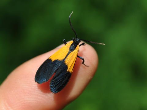 lichen moth - bing