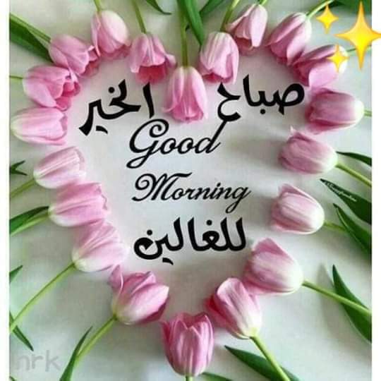 Alaa Haseeb (@haseeb_alaa) on Twitter photo 