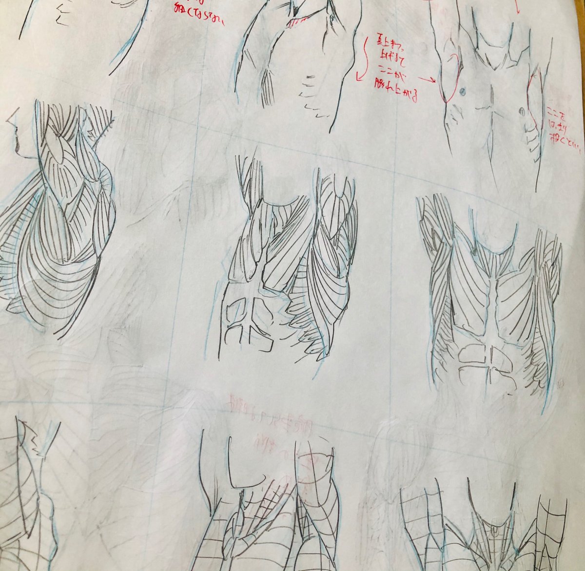 一二三 四十七大戦 移籍決定 2日目 今まで全く認識してこなかった頭部の骨格と筋肉を確認中 顔の筋肉異様に種類多いな せっかくなので1週間くらいアップ続けてみます ちなみに6巻で描いた上唇鼻翼挙筋はここ