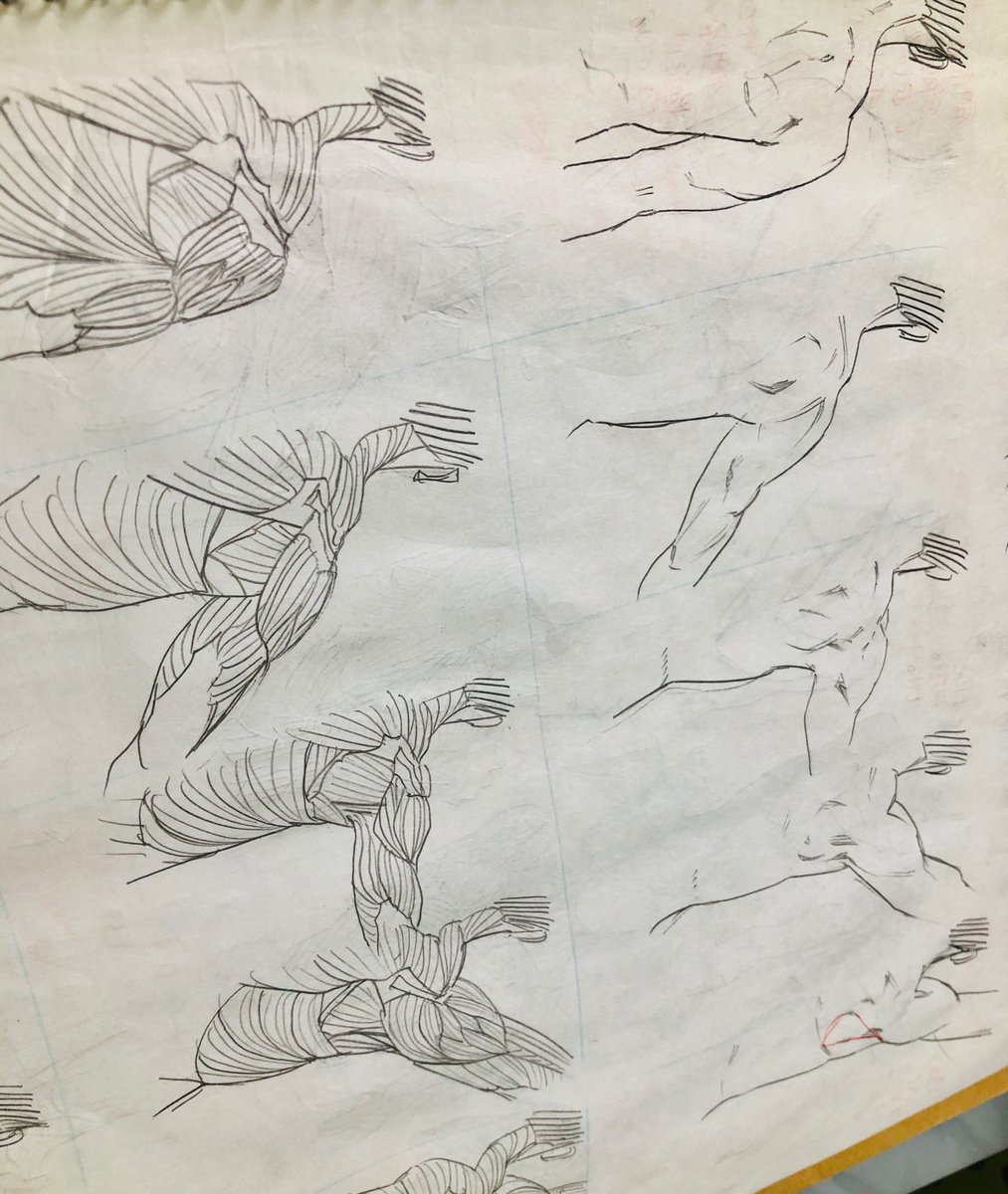 休載で色々な方にご心配かけてしまったので、元気モリモリモリ太郎だし漫画も前向きにモリモリ頑張ってるよ!ということをお伝えするために今後は休んでる間やってることをちょいちょい公開していきます。
今は人体の苦手意識を克服すべく、筋肉の構造を勉強し直してるところ