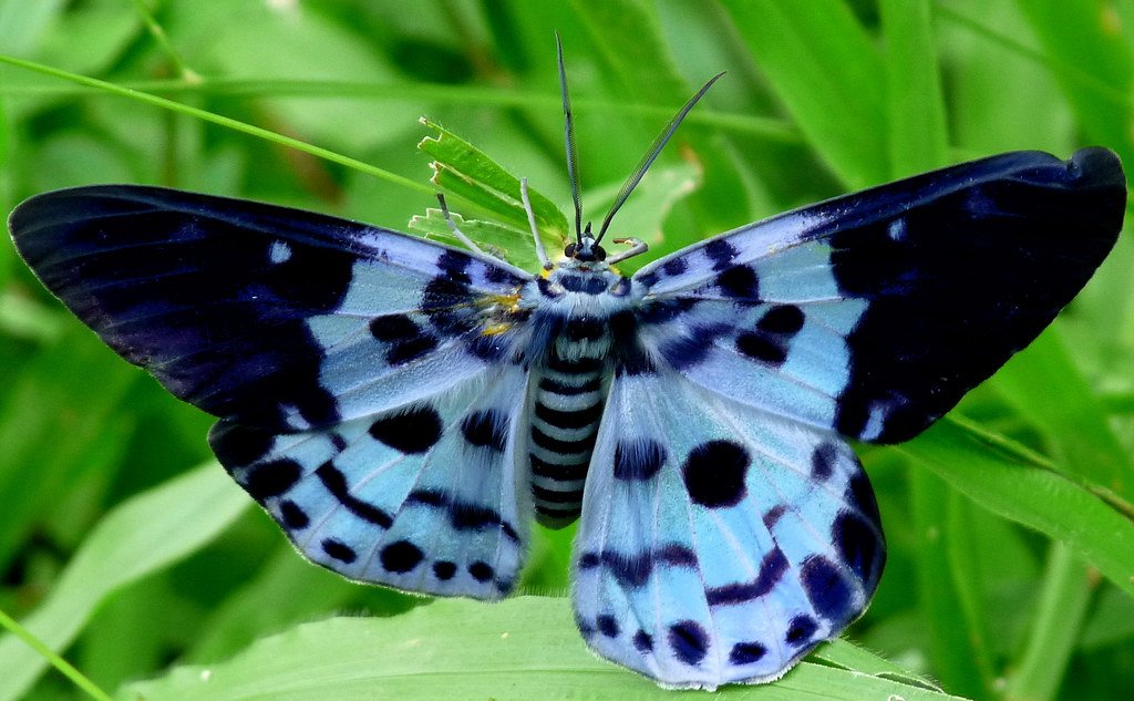 blue tiger moth - dr. iplier
