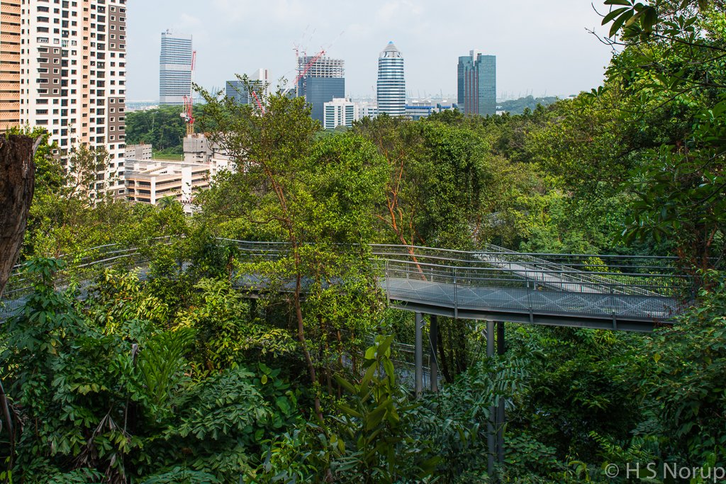 HSNorup's tweet photo. 61 days countdown to #TheHungryGhost 🥢👻🌴

I also loved to hike on the #SouthernRidges. The 10 km trail is home to a wide variety of flora and fauna, and one of the best spots for panoramic views of the city and the harbour.
Starting point: the Forest Walk.

#SingaporeNature https://t.co/qMcoWOLL8i