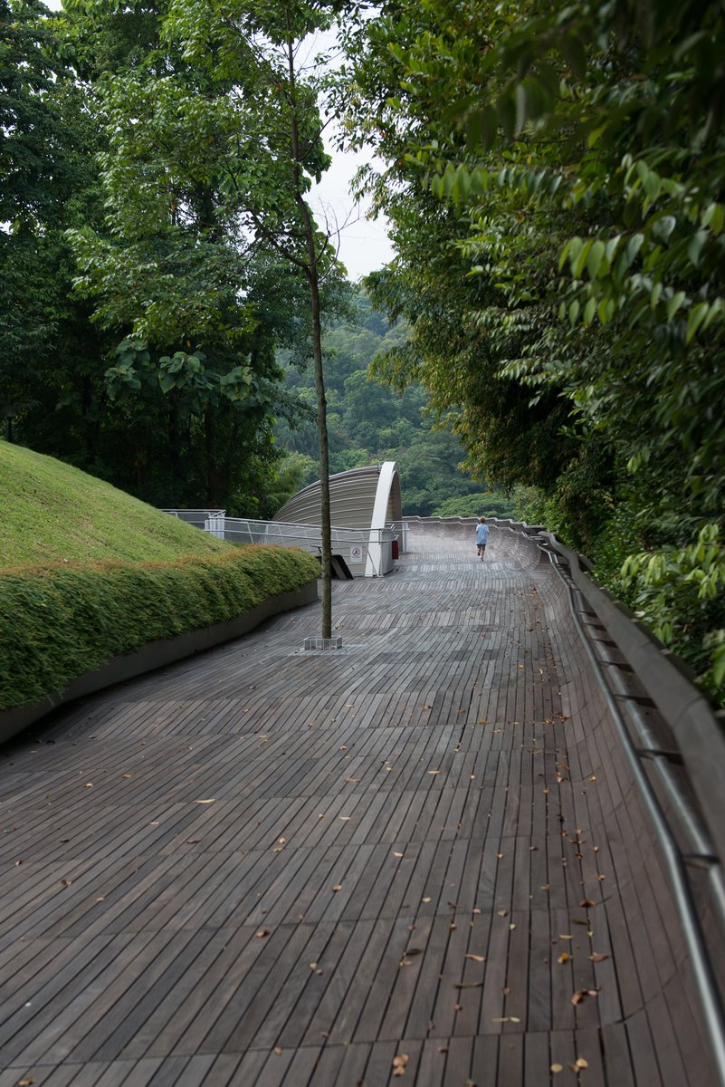 HSNorup's tweet photo. 60 days countdown to #TheHungryGhost 🥢👻🌴

Henderson waves is the next stop on the #SouthernRidges. The 274 metre long bridge connects the ridge trails.
Like swords, the towers of Reflections (by Liebeskind) cut an opening between the forest and the sea.

#SingaporeNature https://t.co/NMfrvHqcgr