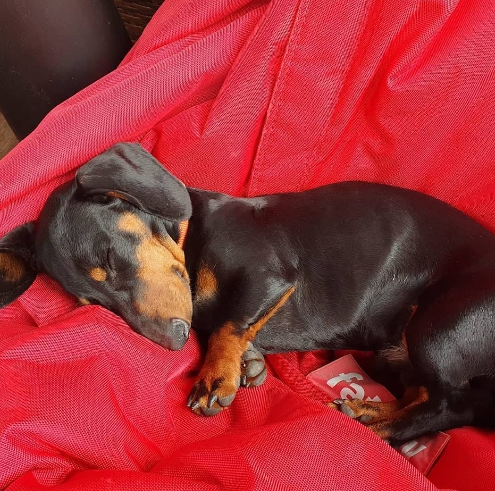 stay_positively's tweet photo. Look at this good boy! Puppy dreams #goodboy https://t.co/7GbJrOKkVC