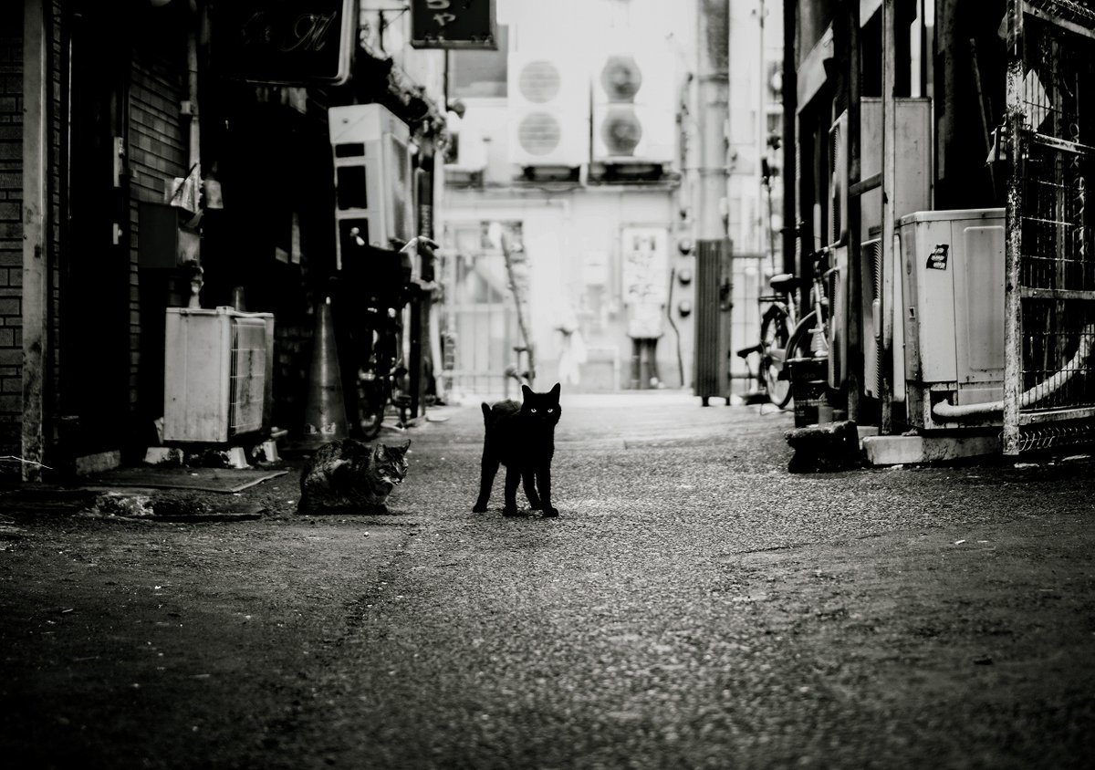 イツカノドコカ tweet media