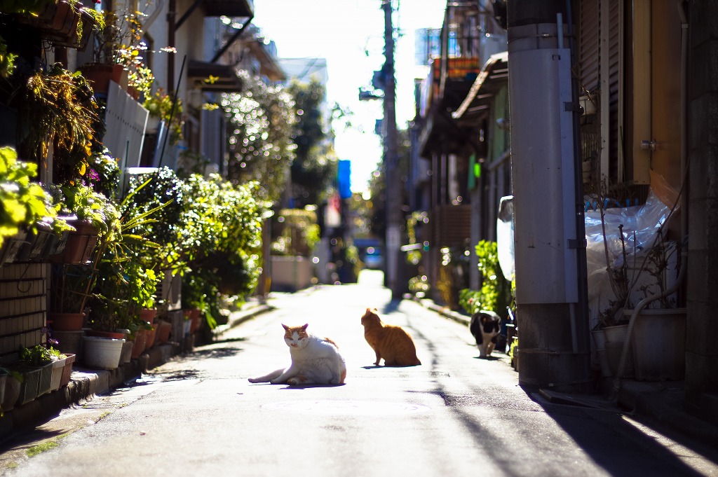 イツカノドコカ tweet media