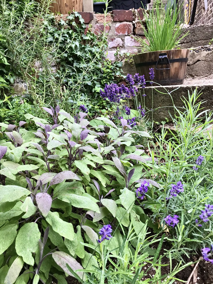 WhiteHartLiz's tweet image. Herbs play a big part in my garden and they are especially useful for teas, medicines and health &amp;amp; beauty. #herbremedies #herbwitch