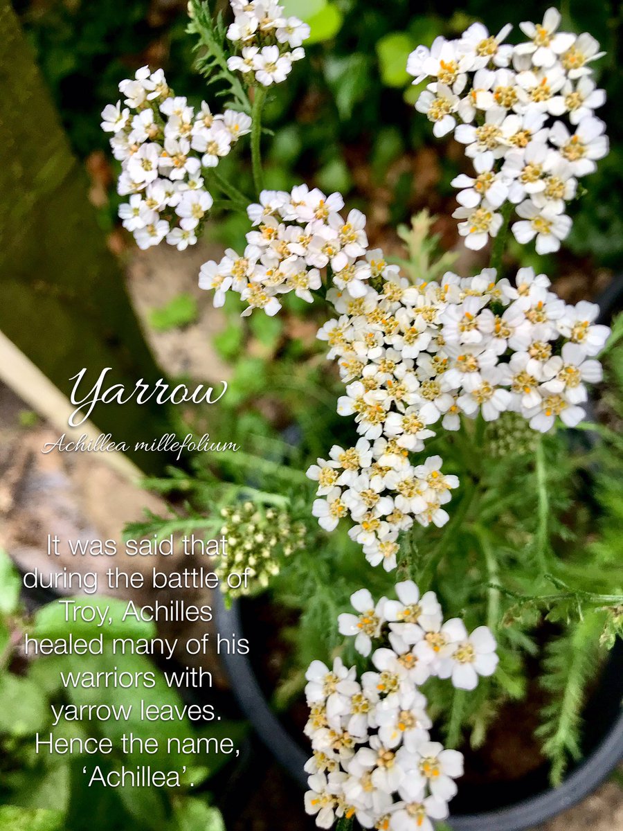 WhiteHartLiz's tweet image. Herbs play a big part in my garden and they are especially useful for teas, medicines and health &amp;amp; beauty. #herbremedies #herbwitch