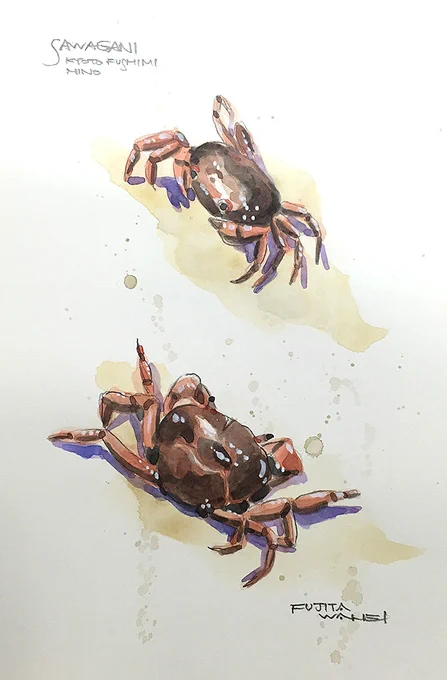 梅雨が明けたらまずサワガニ捕りだな。 #Watercolor #sketch #スケッチ #水彩画 #和平日和 #京都でスケッチ #ライブスケッチ  #acuarela #京都水彩画塾 #ワークショップ  #Youtube 