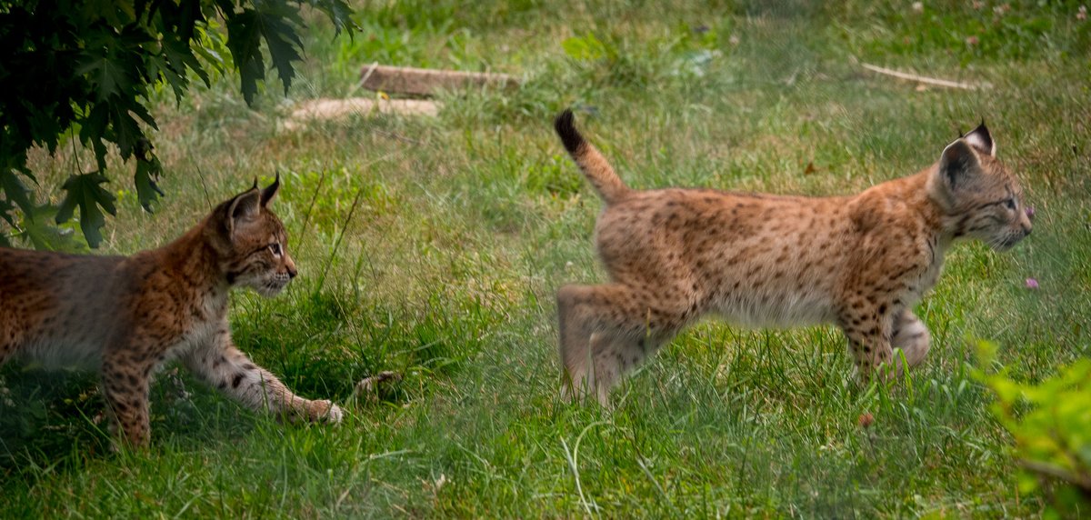 Silvieann2's tweet image. Mit das Beste gestern im #Wildgehege #Hellenthal: 
Die drei jungen #Luchse zu beobachten!
&amp;lt;3 
Nur schade, dass man das #Gitter auf allen Fotos sieht.
Mit größeren Maschen am Zaun ginge das besser ;)