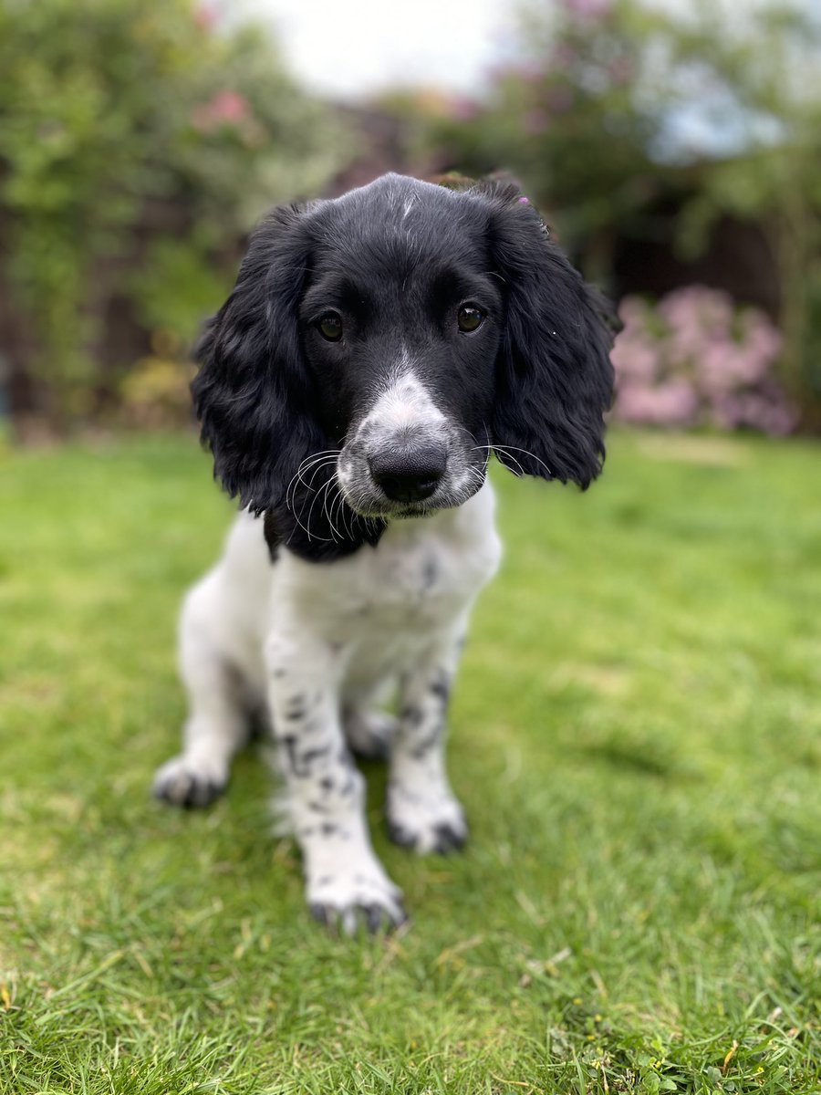 SpanielsofKC's tweet photo. Every week, Mumma puts me in this position, somefings to do withs counting me in weeks. I’s up to 13 now! 💪🏻
Ps. I can’ts believe it, but I’s nearly up to 900 followers. Fanks and licks pals! ❤️🌿🐾
#dogsoftwitter #puppiesoftwitter #ess #esspup #pupdate https://t.co/yUjX49vsMW