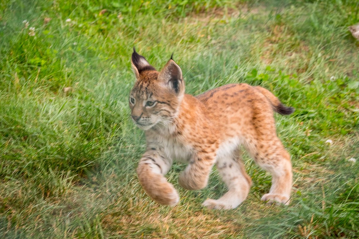Silvieann2's tweet image. Und noch so ein süßer, kleiner Luchs aus dem #Wildgehege #Hellenthal.
Ja, leider mit Gitter.
Größere Maschen am Zaun wären toll, zumindest an den Hot Spots.