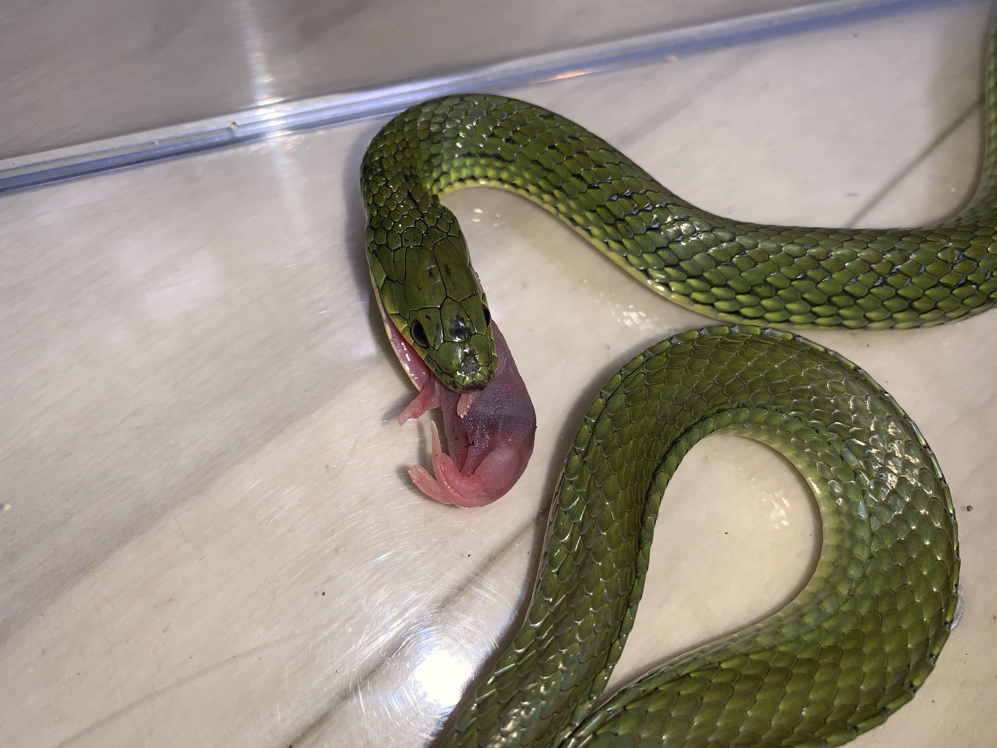 تويتر だいふく على تويتر リュウキュウアオヘビ ミミズを7匹とピンクマウスsを1匹食べた 思ってた以上に飼いやすくて給餌頻度も多くて楽しいし愛嬌がある良いヘビ T Co Ss2etwdcfe