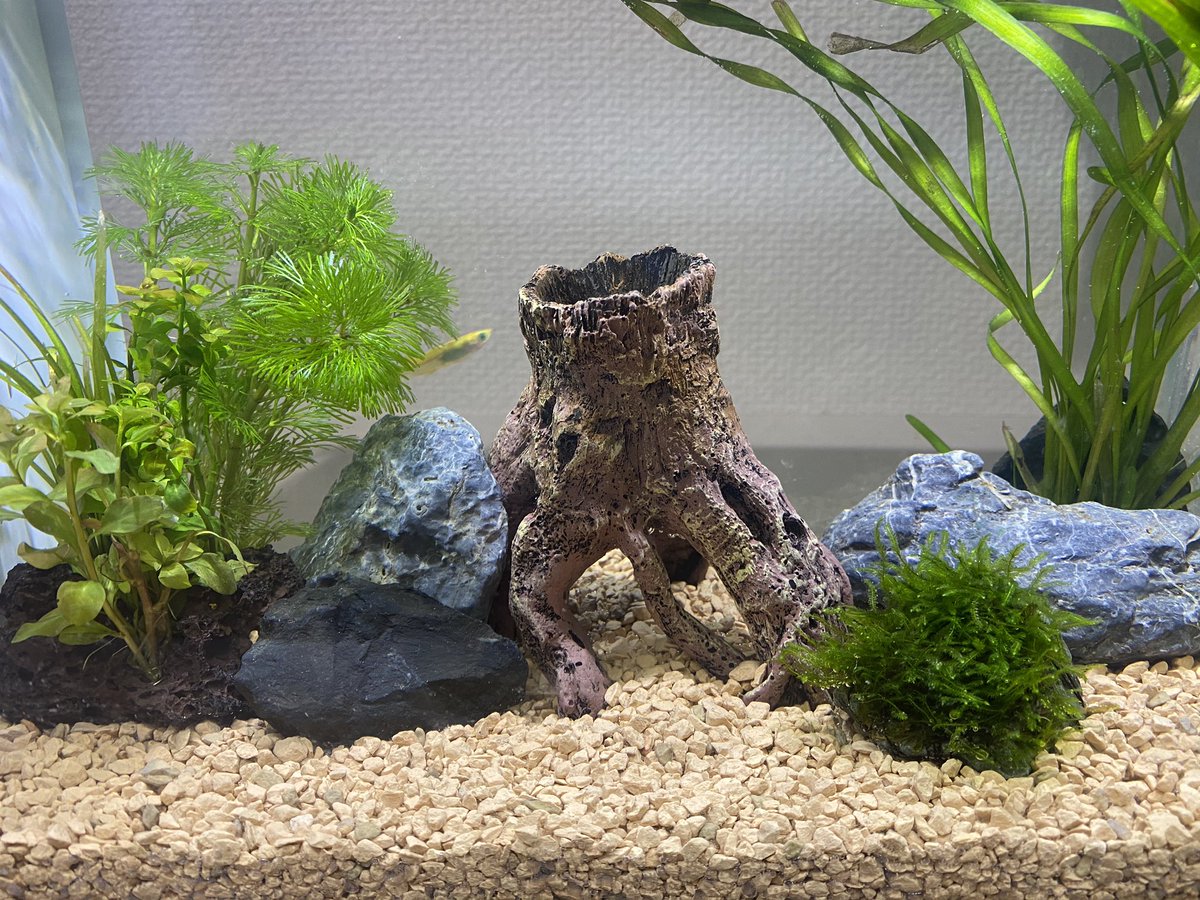 くさもち リセットしていたら もう少し大きい水槽にしたくなって来た 60までは置けないから 45cmか50cmか 楽天スーパーセール中だし あれこれ悩みながら見るのが楽しい 今日は5の付く日だし 軽率に新水槽ポチりそう