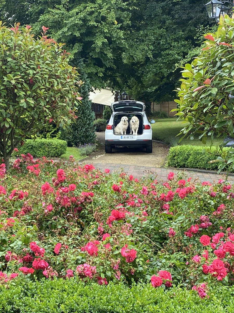 LyrathEstate's tweet photo. Reilly &amp; Rudy hiding out from the rain yesterday but not wanting to miss out on all the activity! 😁😁#lyrathestate #kilkenny #luxury #summerdays #flowers🌸 #dogs #residentdogs https://t.co/zEePSINV71