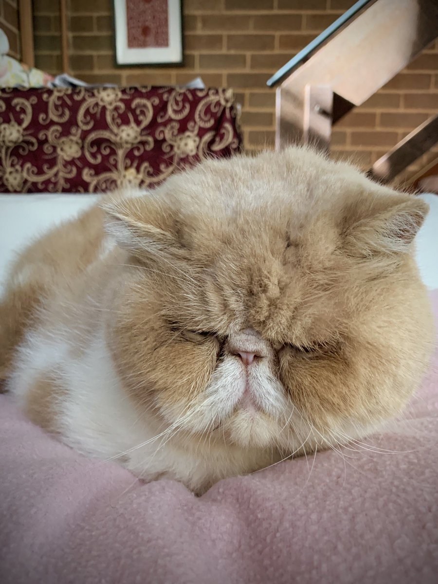 A fluffy cat sleeping, curled up on a blanket. She has a flat face, long whiskers and thick light brown, orange and white fur.