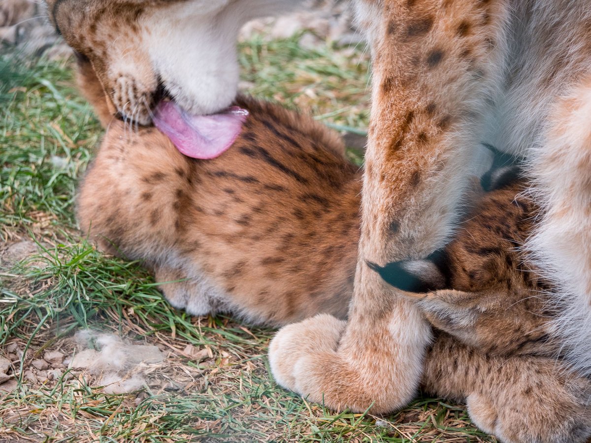 Silvieann2's tweet image. Gleichzeitig Trinken und Kuscheln im #Wildgehege #Hellenthal, der kleine Babyluchs und seine Mama.