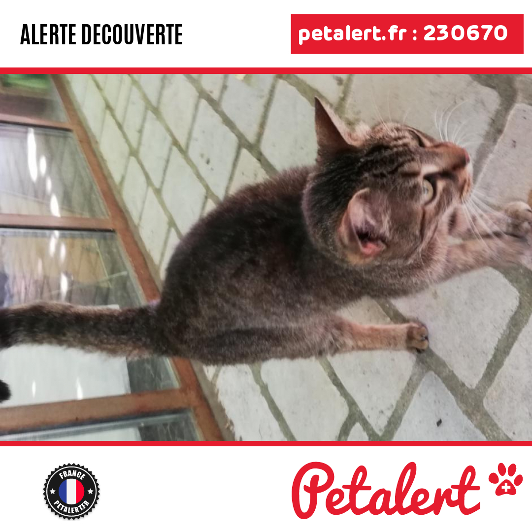petalert_france's tweet photo. Trouvé #Chat #Gard #Lezan #Petalert #PetAlert30 / https://t.co/4K9bJvXx6a https://t.co/fNw1jvFokx