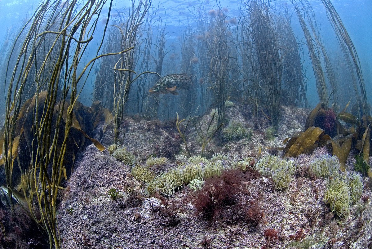 WemburyMarine's tweet photo. #NationalMarineWeek is finally here and over the next two weeks we’re celebrating all that is weird and wonderful about our local seas! Head to The Wildlife Trusts #NMW page for all the details of what's going on: https://t.co/dn2rN3ukVW 📸Paul Naylor https://t.co/FMOXgwYvl1 https://t.co/KpgS9qIqqQ