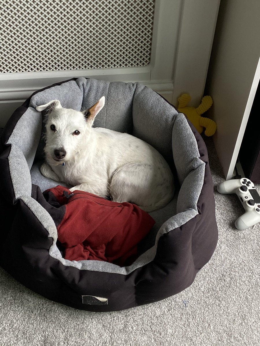 PodLegged's tweet photo. Morning fwends 🐶🐶. It’s raining here today and you know how much I hate the rain 😟💦🐶. Daddy took me for a quick business walk and I came back to bed 🐶🐶. Haf a great weekend luv pod 🐶 #dogsoftwitter #pod #podcasts #hatetherain https://t.co/AhRjzf6KnF