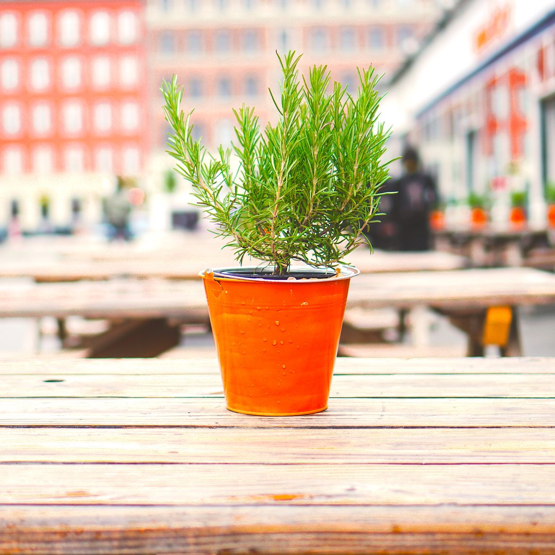 We pack Wilfred's full of #rosemary, for a complex and botanical aroma that's full of goodness. 🌿
.
.
.
#plantbased #botanical #fresh #aroma #nature #orange #rosemary #natural #antioxidants #lifestyle #london #health #healthylife #lowcalorie #nonalcoholic #alcoholfree #spritzl