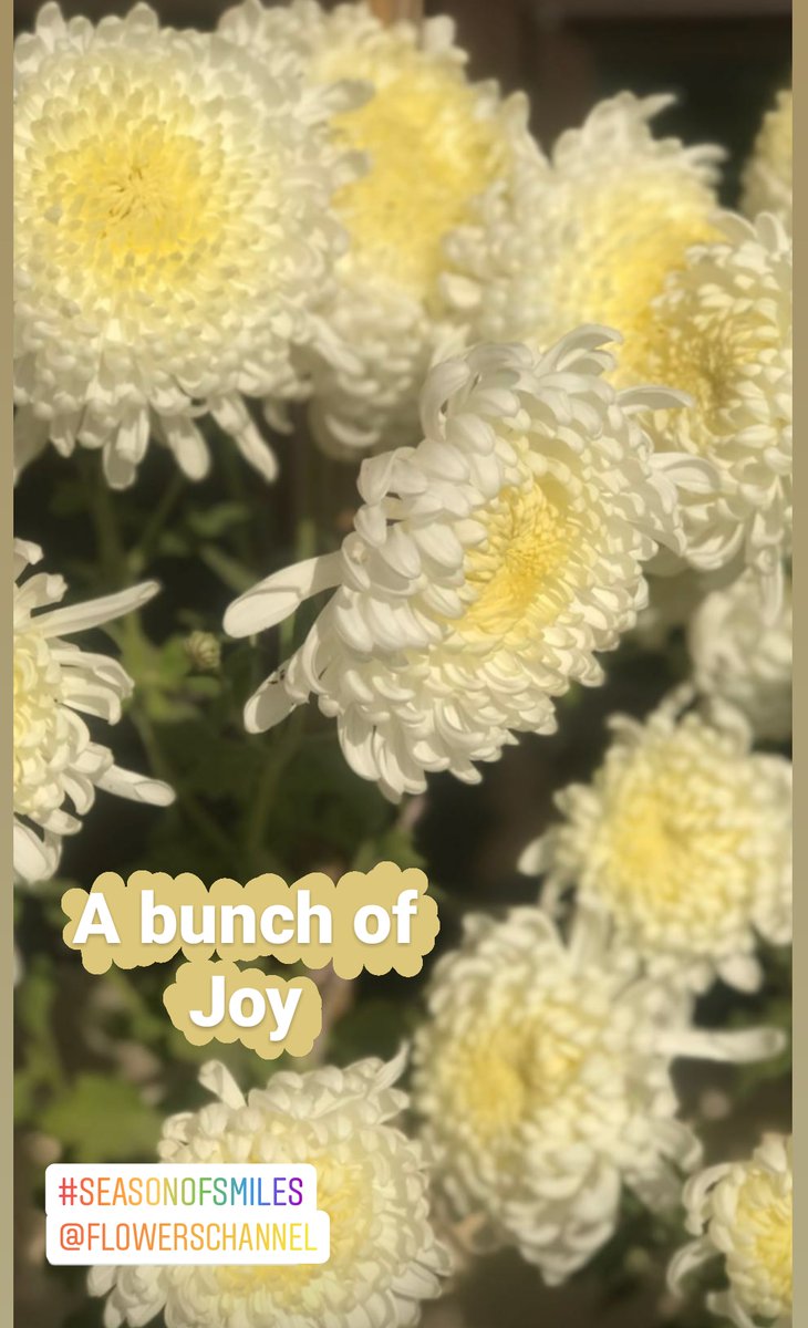 Supriya_s_m's tweet photo. "Seasonsmiles"
Let's smile a little brighter on this day together
#flowerschannel
#flowersofinstagram https://t.co/hyBtaaA2gC