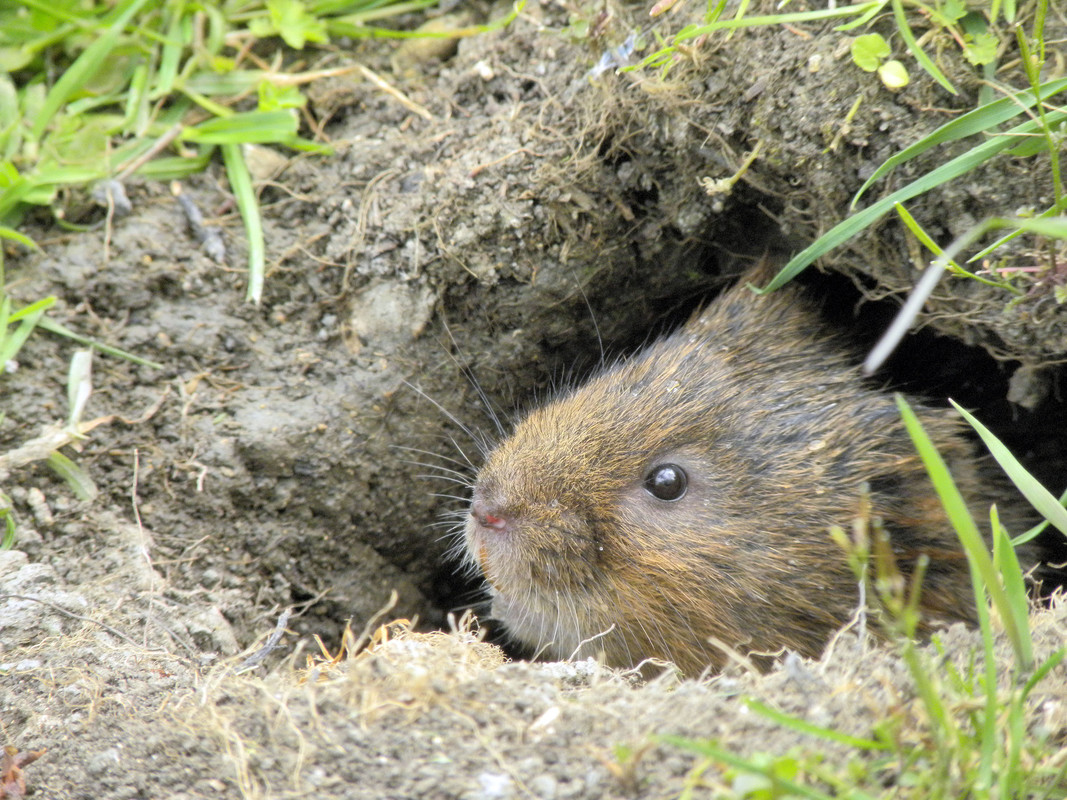 The balance of wetland biodiversity was thrown off kilter for decades - with a disastrous effect on water voles, in particular. Water voles can seek refuge from otters in their burrows but the smaller mink can enter their burrows, leaving them with little defence...⬇️