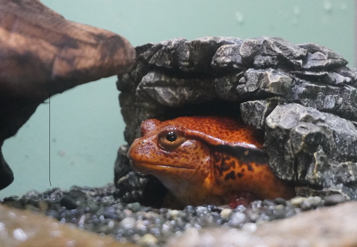 自然動物館にいるこのカエル。きれいな色をしているよね！ このカエル