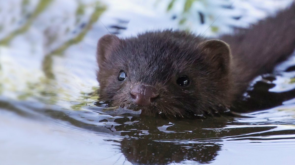 Otters and American mink look similar when seen from a distance & moving fast! Both can swim, which confuses things further. Back in the 1950s, otter numbers were plummeting due to pollution & hunting, while mink were let loose from fur farms & spreading across the country...⬇️