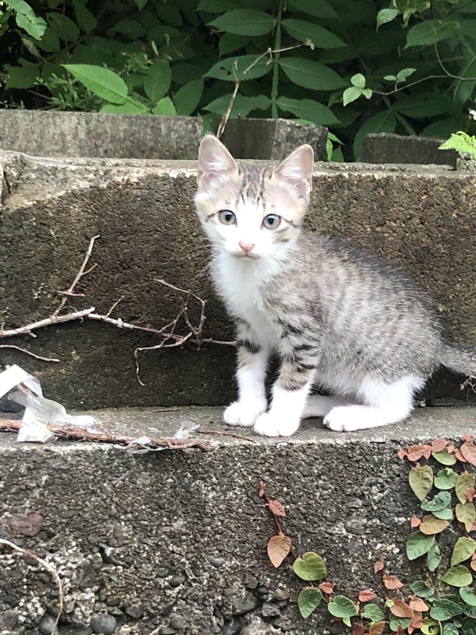 تويتر 坂口恭平 على تويتر シャンカル ラヴィ そしてシタールです ノラジョーンズの3匹の子猫です よろしく かわいい T Co Lt9fyepvmj