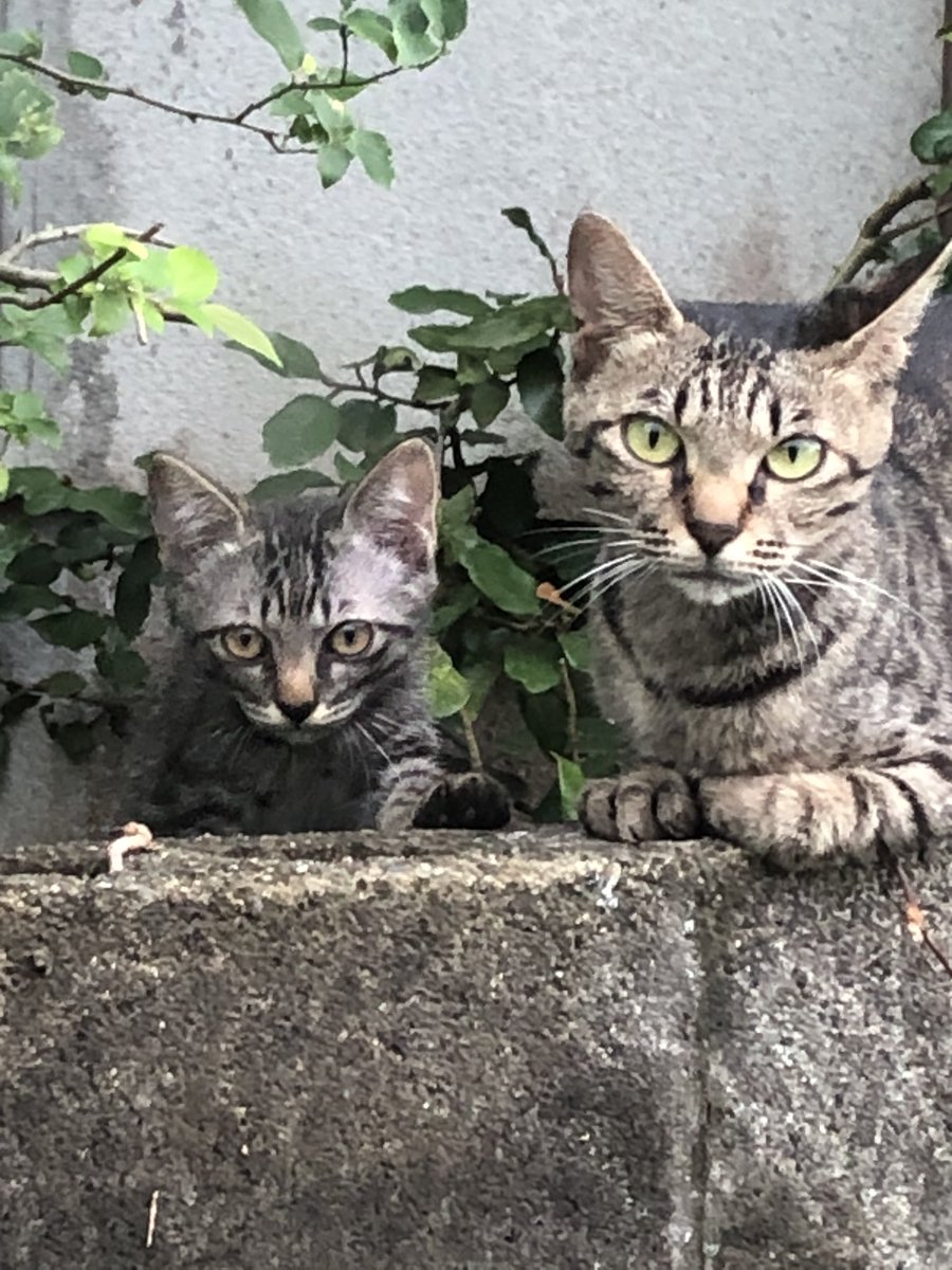 坂口恭平 シャンカル ラヴィ そしてシタールです ノラジョーンズの3匹の子猫です よろしく かわいい