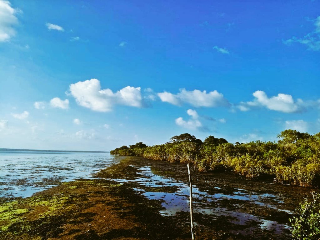 WTrinco's tweet photo. #Kokkilai #Bird #Sanctuary, #Trincomalee, #srilanka
⭕Don't Quit Your Day Dream
 #NaturePhotography
#naturelovers #natural #TraitorTrump #travelblogger #travelphotography #TeamMizCracker #Gatewaytoeast #Technowomen #technology #TheKissingBooth2 #ThalaAjith #சமூக_நீதி_போராளி #fun https://t.co/G39lcoI84U