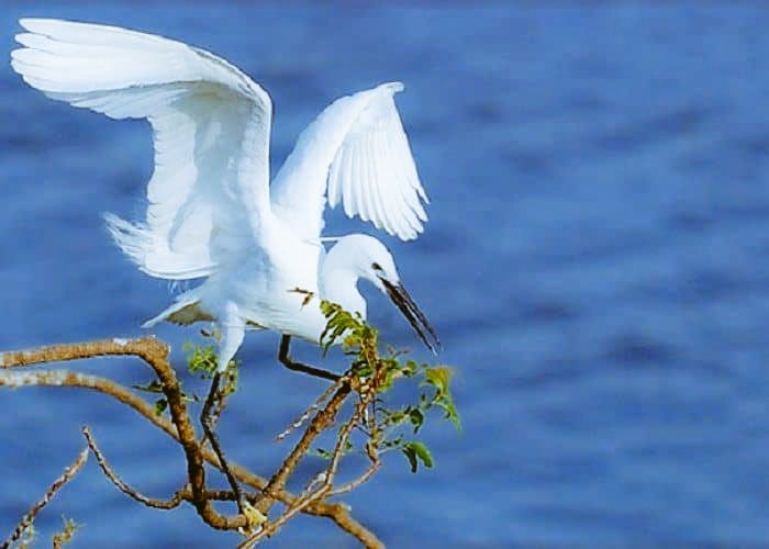 WTrinco's tweet photo. #Kokkilai #Bird #Sanctuary, #Trincomalee, #srilanka
⭕Don't Quit Your Day Dream
 #NaturePhotography
#naturelovers #natural #TraitorTrump #travelblogger #travelphotography #TeamMizCracker #Gatewaytoeast #Technowomen #technology #TheKissingBooth2 #ThalaAjith #சமூக_நீதி_போராளி #fun https://t.co/G39lcoI84U