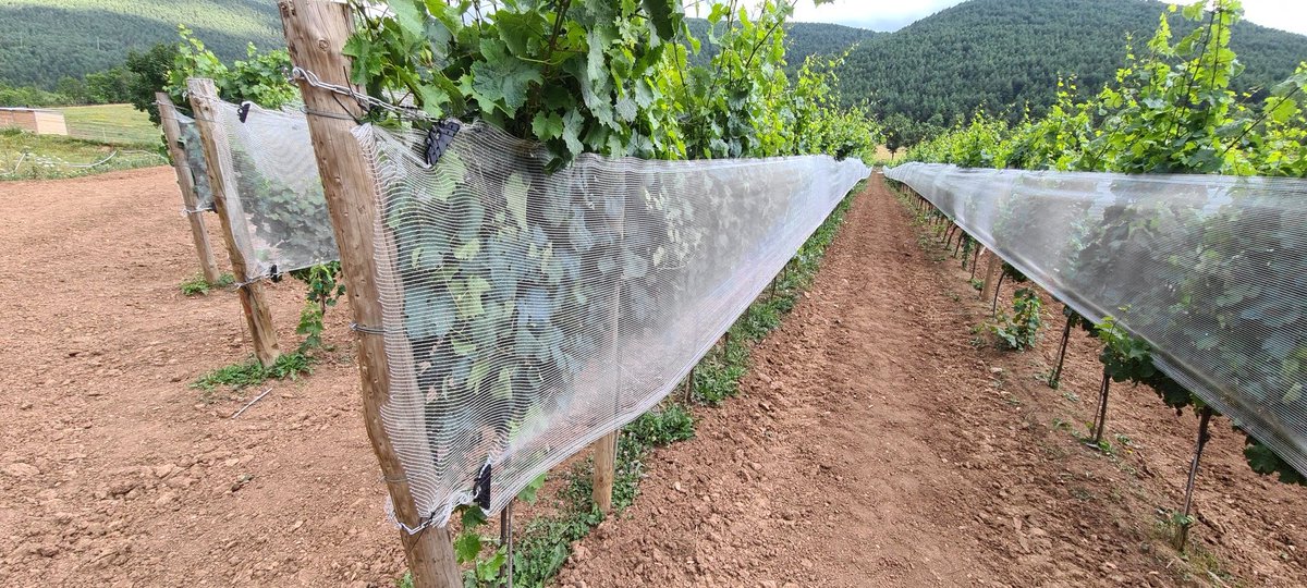 AGROSALVI's tweet photo. Instal·lem al Pirineu, un nou  sistema amb xarxa per evitar les temudes pedregades en "viticultura d'alçada".  Gràcies per la confiança @viniconsulting . #viticultura #granizo https://t.co/SxJ1k0Ze34