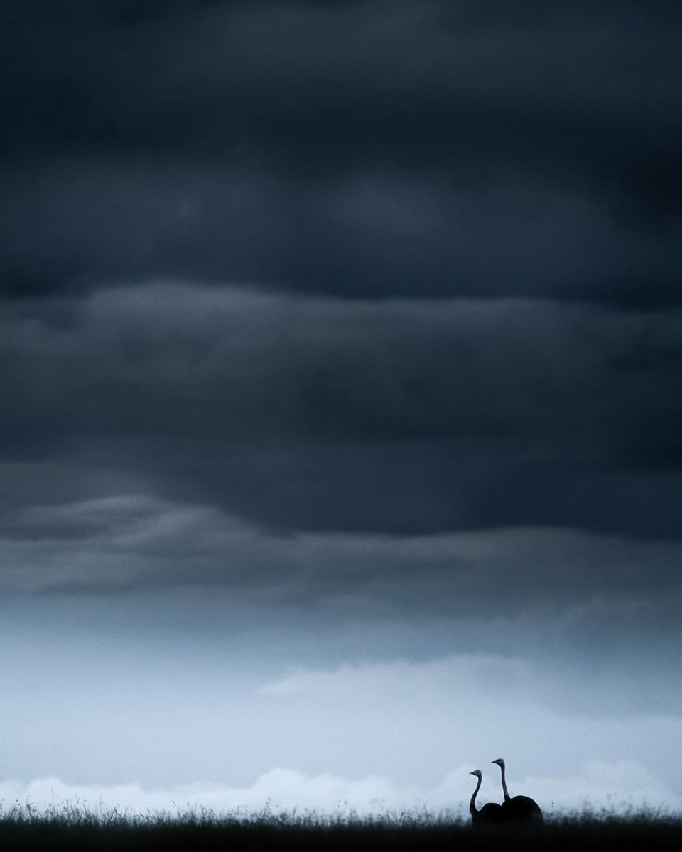 kenyapics's tweet photo. Stormy skies in the Maasai Mara. Photos by @VarunAditya_ https://t.co/wuIpwL9i2Y