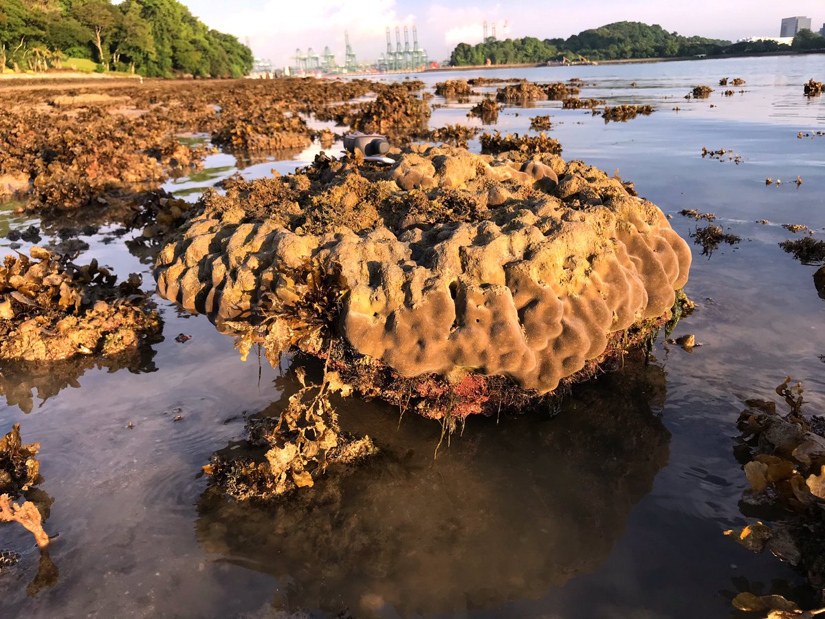 Living coral microatolls as natural tide gauges — exciting findings on our  local shores here in Singapore @SeaLevelNTU