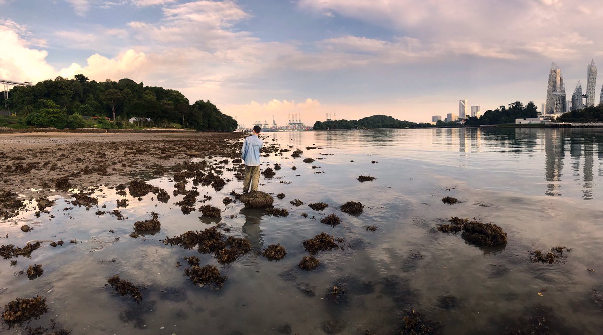 Sea Level Research (@sealevelntu) on Twitter photo Living coral microatolls as natural tide gauges — exciting findings on our local shores here in Singapore <a href="/SeaLevelNTU/">Sea Level Research</a> Living coral microatolls as natural tide gauges — exciting findings on our local shores here in Singapore <a href="/SeaLevelNTU/">Sea Level Research</a>