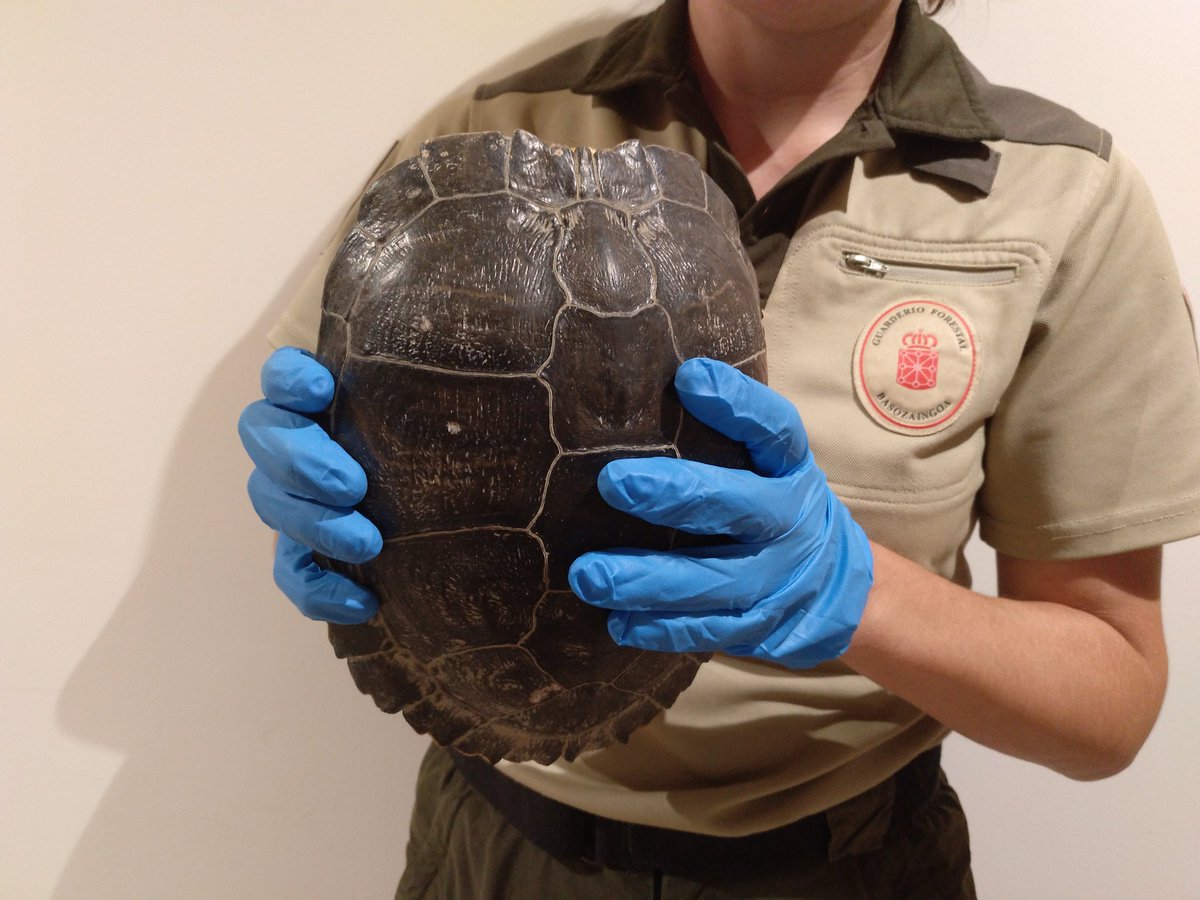 AP Guarderío Medio Ambiente/Basozainak tweet media