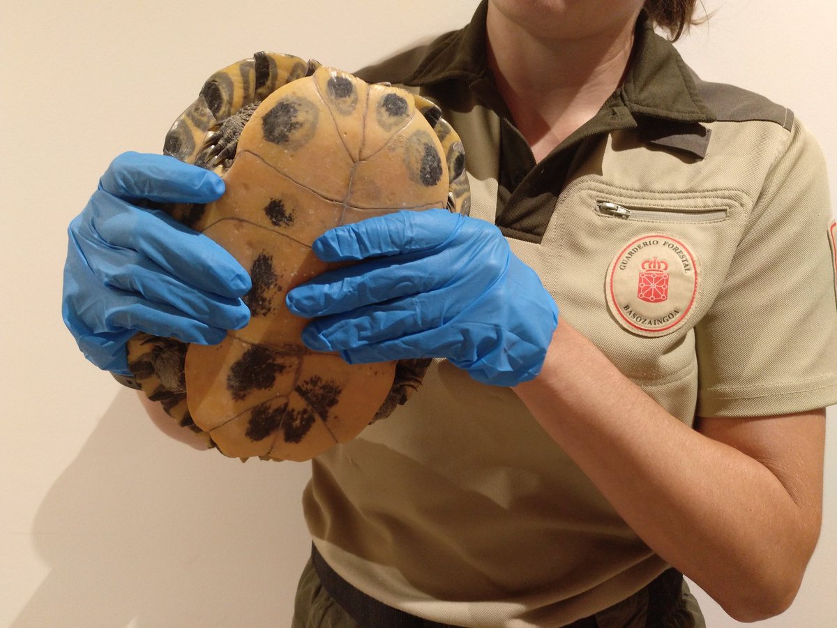 AP Guarderío Medio Ambiente/Basozainak tweet media