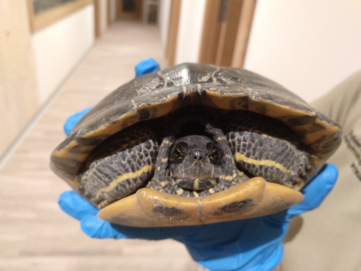 ¿Recuerdas cuando compraste la tortuga pequeñita con la pecera y su palmera de plástico? Pues esa "tortuguita de Florida" acaba creciendo de esta manera y desplazando a los #galápagos autóctonos amenazados. Por favor, no las sueltes, 📲112 y #GuarderioMedioAmbiente las recoge.