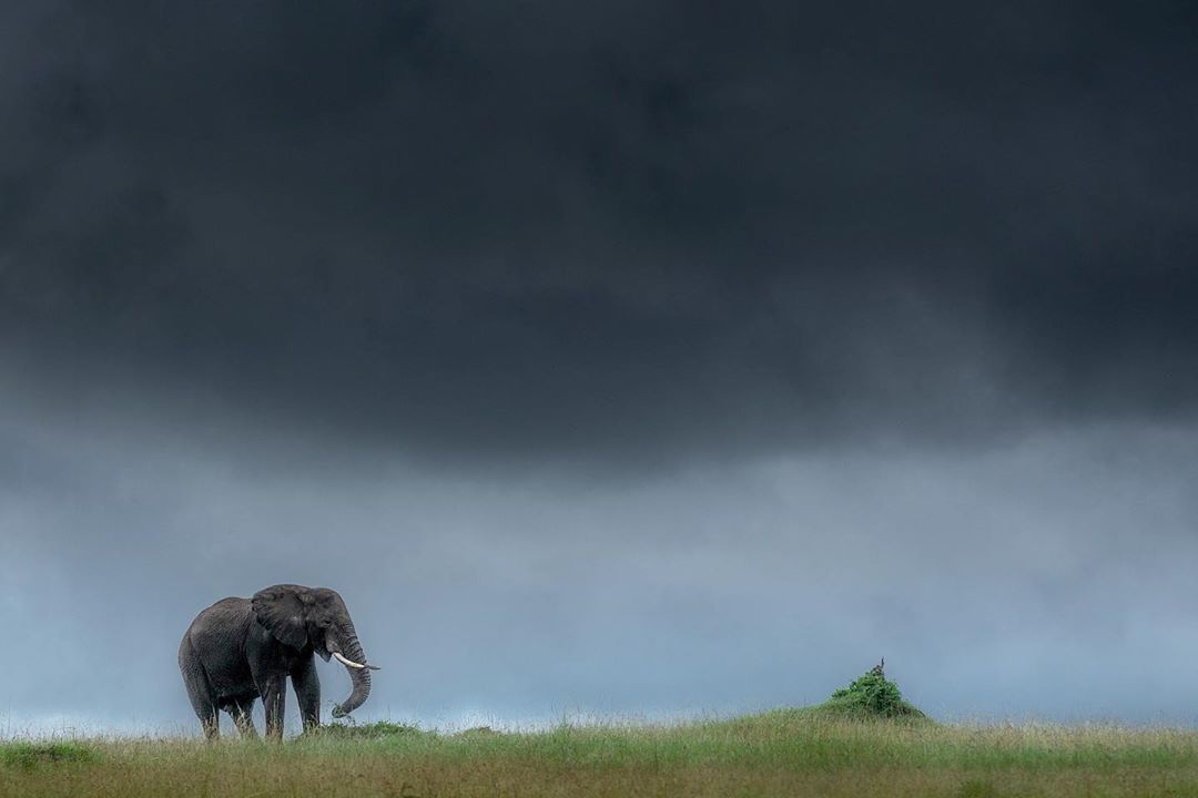 kenyapics's tweet photo. Stormy skies in the Maasai Mara. Photos by @VarunAditya_ https://t.co/wuIpwL9i2Y