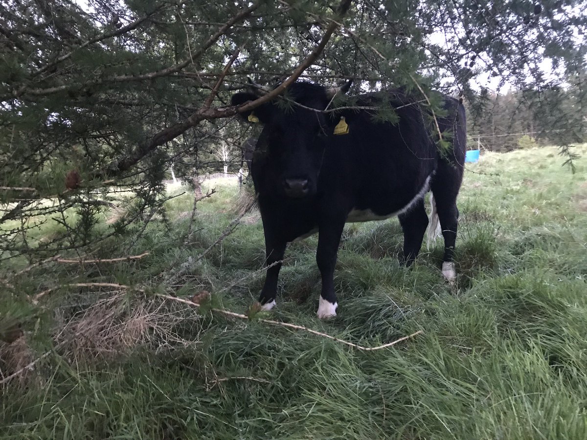 GrampianGraziers tweet media