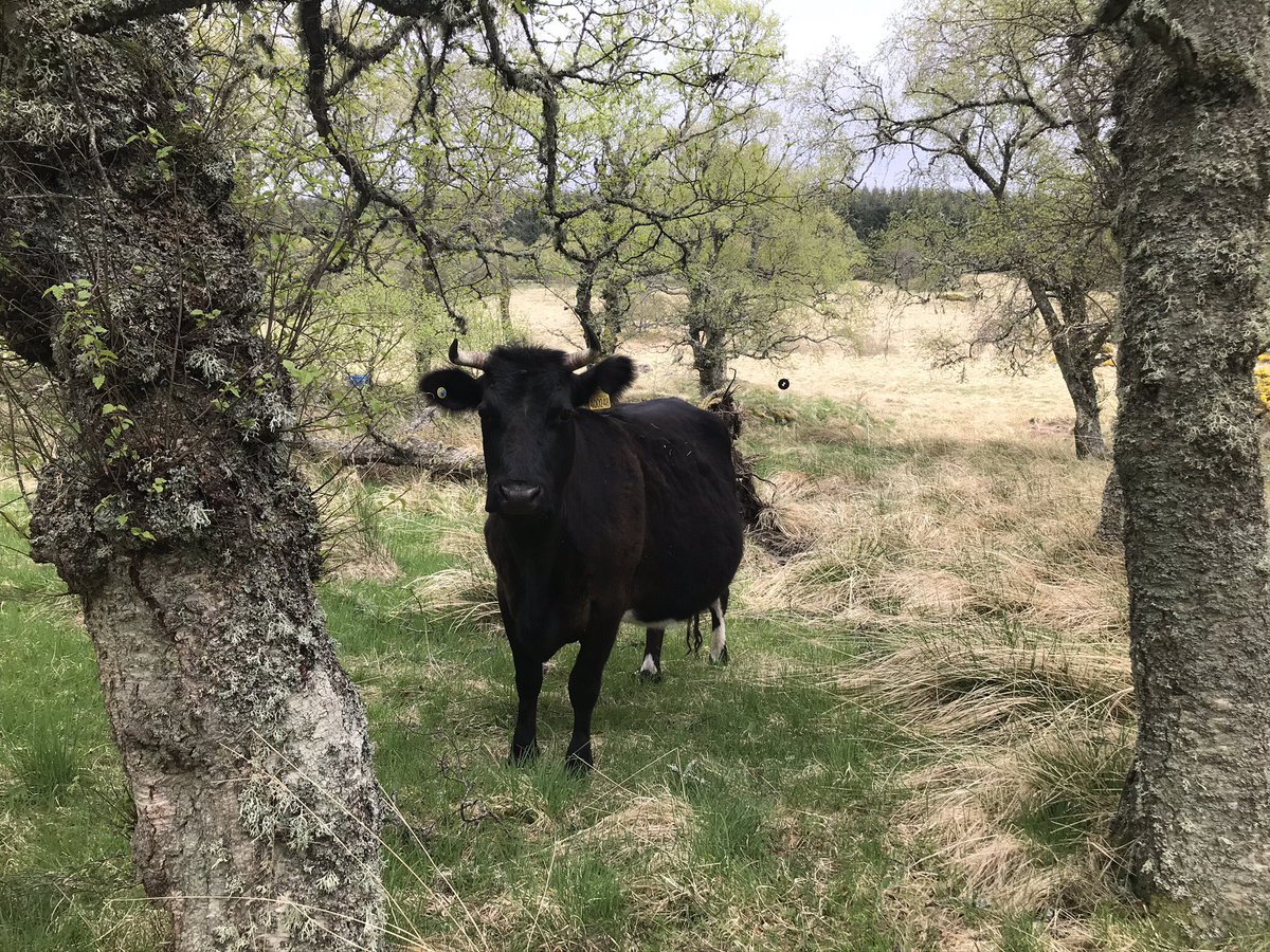 GrampianGraziers tweet media