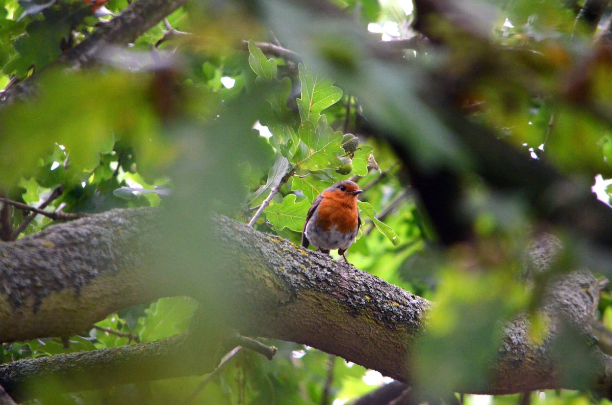 andyj_perry's tweet photo. Went back to nature and my youth yesterday - over 25 years since I last visited @RSPBTheLodge - A rewarding over 6 mile walk around the reserve.
#robin #fledglingrobin #peacockbutterfly and can you spot the #greenwoodpecker ?
@Natures_Voice #nature #birdwatching #newbinoculars https://t.co/64ZdFiCVZ7